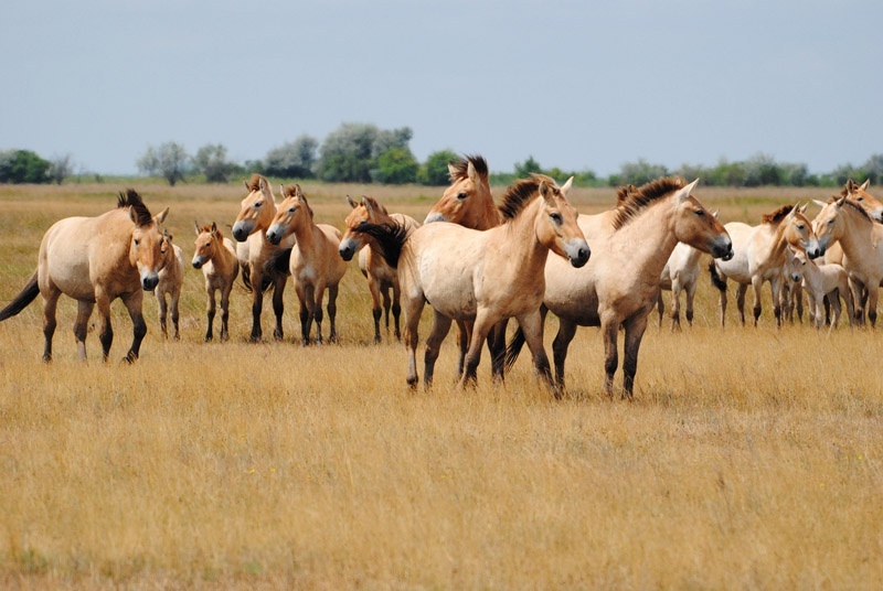 Покажи Фото Лошади